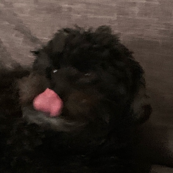 Meet your Posher, Isabel - Picture 1 of 1